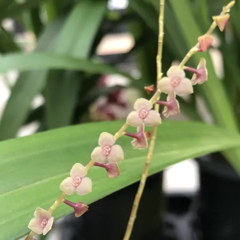 Stelis macrochlamys - comprar online