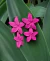 Aretes Plumeria - comprar en línea
