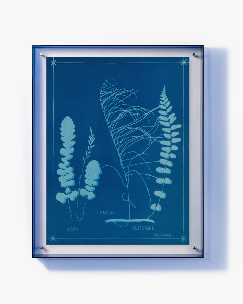 Hierbas en cianotipia - Cuadro decorativo de botánica