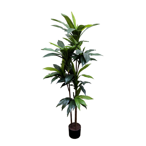 Dracena - Arbusto Verde Decorativo
