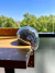 Bola Disco Derretida en internet