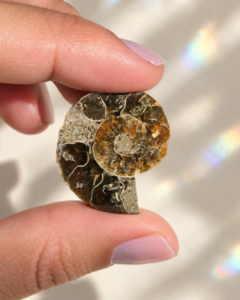 Cabujón de amonita natural con patrón espiral y detalles fósiles