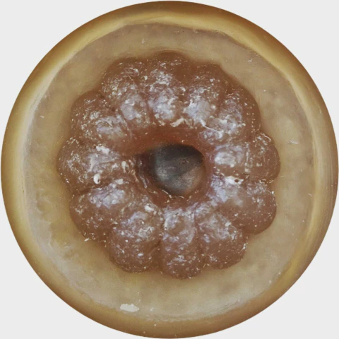 Biscoito Amanteigado Goiabinha