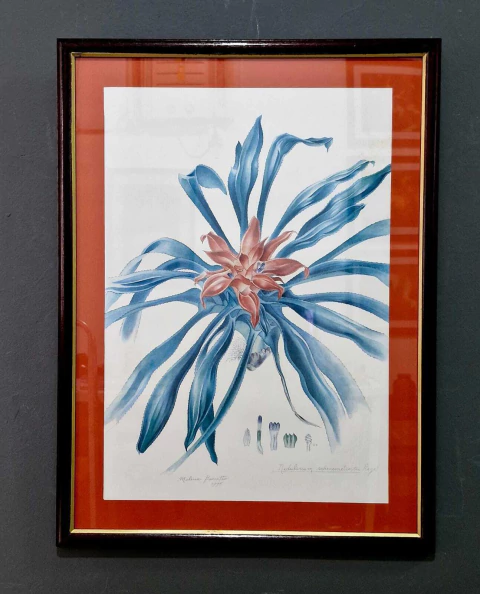 Quadro Gravura Botânica - Nideilarium Scheremetiewier Regel - 42X56 (MAR 310) - comprar online