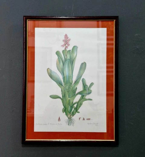 Quadro Gravura Botânica - Aechmea Caesia - E Morren ex Baker - 42X56 (MAR 312) - comprar online
