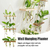 Vaso de plantas com Suporte de Madeira e tubo de vidro - comprar online