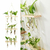 Vaso de plantas com Suporte de Madeira e tubo de vidro