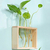 Vaso de plantas Hidropônico com Estrutura de Madeira e Tubo de Vidro Transparente - loja online