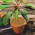 Forro De Plantador De Fibra De Coco Natural (1pc) - eKoloja - Seja a mudança que o planeta precisa
