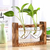 Vaso de Vidro e Madeira para plantas - eKoloja - Seja a mudança que o planeta precisa