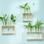 Vaso de plantas Hidropônico com Estrutura de Madeira e Tubo de Vidro Transparente - comprar online