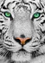 Imagen de White Siberian Tiger
