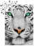 White Siberian Tiger - tienda online