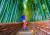 Imagen de Asian Woman in Bamboo Forest