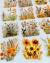 Kit de Adesivos- Natureza – 40 Unidades | Vinil Transparente - comprar online