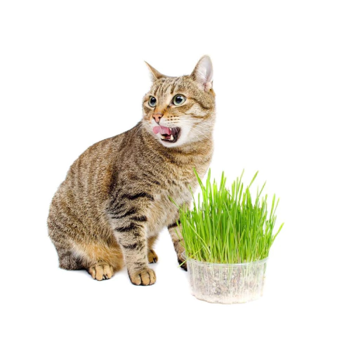 HIERBA SOBRE - 80GR - GATO Y PERRO - comprar online