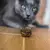 CATNIP BALL en internet
