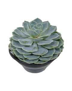 Echeveria C21 (Suculenta) - comprar online