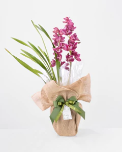 Orquídea Cymbidium