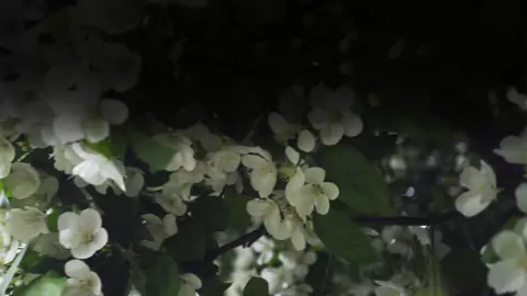 Video de Rafael Ramírez Gastronomía