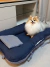 Cachorrinha Isis da raça Pomerânia sentada alegre em cima de uma Cama Ninho 3 em 1 Premium Listrada Azul Marinho 90cm x 60cm em sua função cama confortável