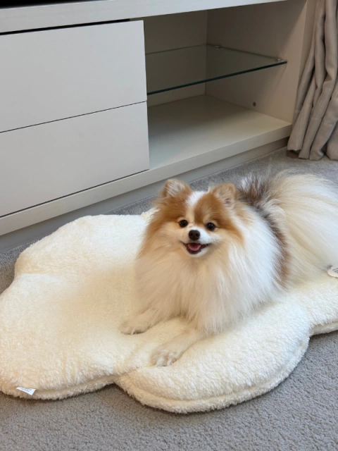 Cachorrinha Isis da raça Pomerânia descansando em cima do Colchonete Nuvem Branco - Bonito pra Cachorro