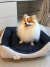 Cachorrinha Isis da raça Pomerânia em cima da Cama Linho Clean Marinho - Bonito pra Cachorro