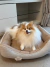 Cama Linho Clean Caqui - Bonito pra Cachorro em formato de caminha confortável sendo utilizada por um cachorro da raça Pomerânia