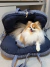 Cachorrinha Isis da raça Pomerânia deitada e contente em uma Cama Ninho 3 em 1 Premium Listrada Azul Marinho 90cm x 60cm em sua função toca aconchegante