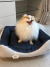 Cachorrinha Isis da raça Pomerânia aproveitando para descansar em cima da Cama Linho Clean Marinho - Bonito pra Cachorro