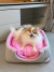 Toca para cachorro modelo Clean Chiclete da Bonito pra Cachorro em tecido rosa e cinza, com formato de casinha acolhedora sendo utilizada pelo cachorro Isis da raça Pomerânia