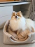 Cachorro da raça Pomerânia sentado em uma toca macia cor caqui da marca Bonito pra Cachorro
