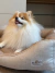 Cama Linho Clean Caqui - Bonito pra Cachorro em formato de caminha confortável sendo utilizada pela cachorrinha Isis da raça Pomerânia