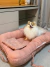 Cachorrinha Isis da raça Pomerânia sentada e alegre por estar em uma Cama Ninho 3 em 1 Premium Rosê Queen 90cm x 60cm em sua função cama confortável