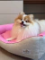 Cachorrinha Isis da raça Pomerânia descansando em uma Cama Linho Clean Chiclete - Bonito pra Cachorro