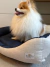Cachorrinha Isis da raça Pomerânia descansando em cima da Cama Linho Clean Marinho - Bonito pra Cachorro