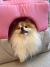 Toca para cachorro modelo Clean Chiclete da Bonito pra Cachorro em tecido rosa e cinza, com formato de toca acolhedora sendo utilizada por um cachorro da raça Pomerânia