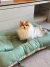 Cachorro da raça Pomerânia de pelagem branca e marrom sentado em cama ninho 3 em 1 premium verde e bege