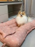 Cachorrinha Isis da raça Pomerânia sentada em cima da Cama Ninho 3 em 1 Premium Rosê Queen 90cm x 60cm em seu modo caminha confortável