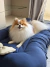 Cachorro da raça Pomerânia branco e marrom deitado em cama ninho azul marinho e bege