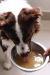 Cachorro bebendo caldo de ossos bovino em um recipiente metálico