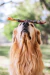 Cachorro interagindo com o mordedor Natuka Dual (Ligamento + Esôfago Bovino)