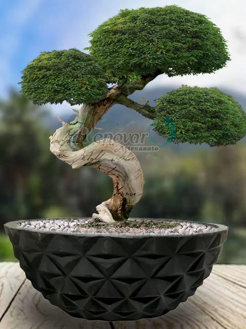 Vaso de Planta Bacia Diamante Suculenta Bonsai P