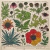 Semillas de Plantas Medicinales