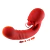Rose TJ 3043