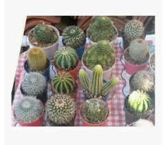 Mix Semillas Cactus y Suculentas Variadas – Las Encinas - Lemongreen