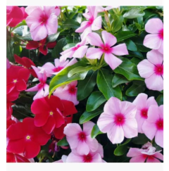 Semillas Flor Vinca Rosea | Las Encinas - Lemongreen