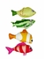 PELUCHE PEZ - PATAGONIA PET CLUB