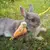 Guia para Pets Pequenos - comprar online