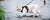 Liberdade com Segurança - coleira para gatos - loja online